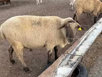 Koç, Hampshire sheep — foto 1