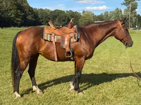 母马, Quarter Horse — 照片 1