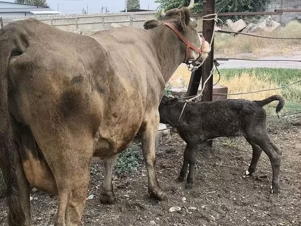 Kuh, Simmental cattle