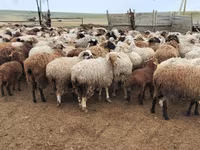 भेड़, Katum sheep — फ़ोटो 7