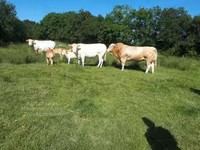 Bulle, Blonde d’Aquitane cattle — Foto 6