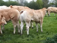 Bulle, Blonde d’Aquitane cattle — Foto 2