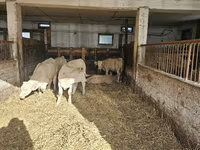 بقرة, Charolais cattle — الصورة 6
