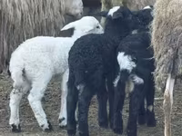 भेड़, Katum sheep — फ़ोटो 2