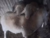 Koç, Assaf sheep — foto 1