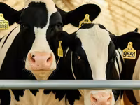 母牛, Holstein breed — 照片 3