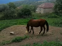 Aygır, Atlar — foto 1