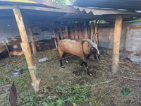 Oğlak, LaMancha goats — foto 2