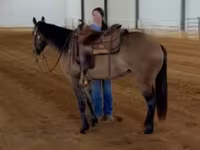 Yegua, Quarter Horse — foto 7