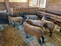 Koyun, Baerchuke sheep — foto 4