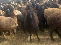 Widder, Edilbay sheep — Foto 4