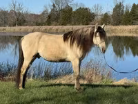 حصان, Rocky Mountain Horse — الصورة 8