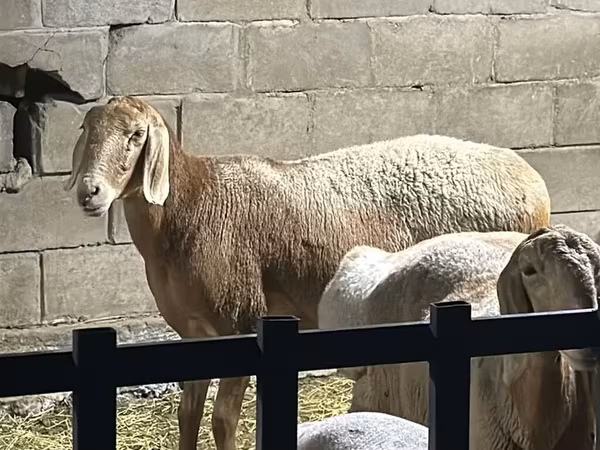 Hissar sheep