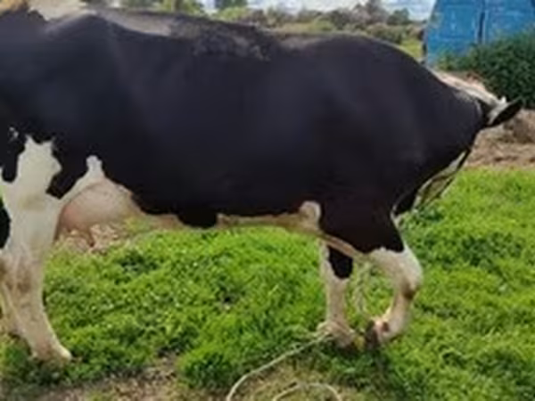Holstein fajta