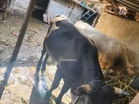 सांड, मवेशी — फ़ोटो 2