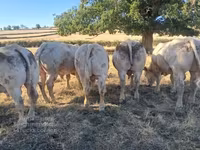 Boğa, Kasta inek — foto 7