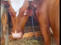 Cow, Cattle — photo 7