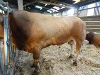 Boğa, Partenaise cattle — foto 2