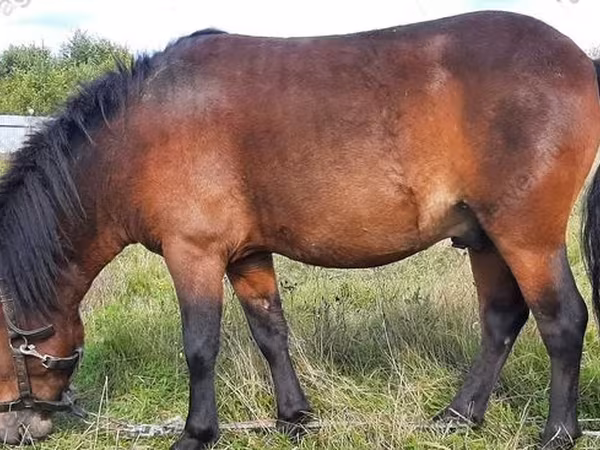 घोड़ा, American shetland pony