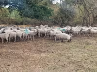 母羊, Baerchuke sheep — 照片 2