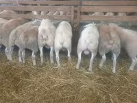 Koyun, Baerchuke sheep — foto 1