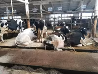 Vaca, Raza Holstein — foto 2