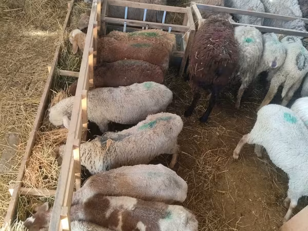 Sheep
