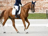 公马, Friesian sport horse — 照片 3