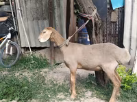 Ram, Edilbay sheep — photo 7