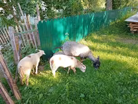 Keçi, Kejobong goat — foto 3
