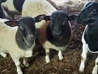 Koç, Dorper sheep — foto 2