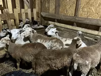 公羊, Katum sheep — 照片 1