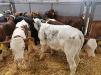 Cow, Cattle — photo 5