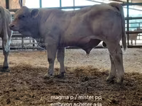 Boğa, Charolais cattle — foto 7