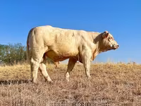 Boğa, Charolais cattle — foto 2