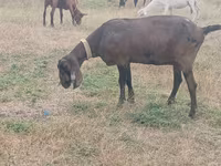 Keçi, Nubian Goat — foto 2
