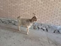 Keçi, Alpine goat — foto 1