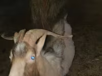 Keçi, Alpine goat — foto 7