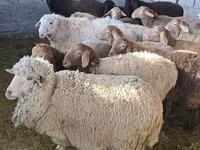 भेड़, Tian-Shan semifinewool sheep — फ़ोटो 4