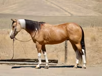 母马, Quarter Horse — 照片 1