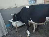 Cow, Holstein breed — photo 3