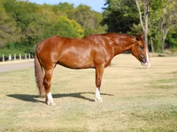 母马, Horses — 照片 1