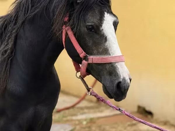 Aygır, Anglo-Arabian