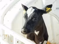 Boğa, Yaroslavl cattle — foto 5