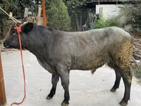 Toro, Azul Belga — foto 5