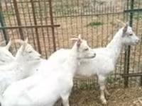 عنزة, Saanen goat — الصورة 3
