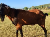 Keçi, Saanen goat — foto 5
