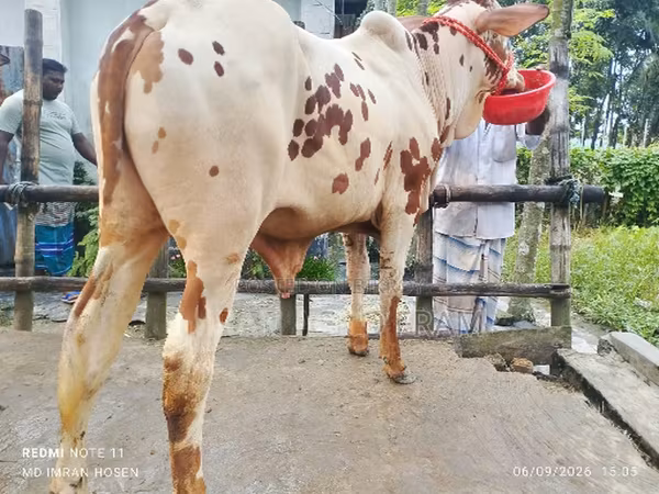 सांड, मवेशी