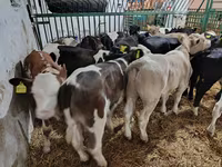 公牛, Cattle — 照片 4