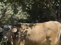 母牛, Cattle — 照片 2